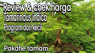 MATERIAL FOR TWISTED CAMINA BONSAI‼PAKDHE TAMAM tamarindus indica