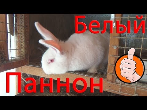 Видео: Калифорнийско зайци. Описание на породата, характеристики, снимки и отзиви