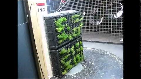 Elmich VGM Green Wall Wind Load Testing