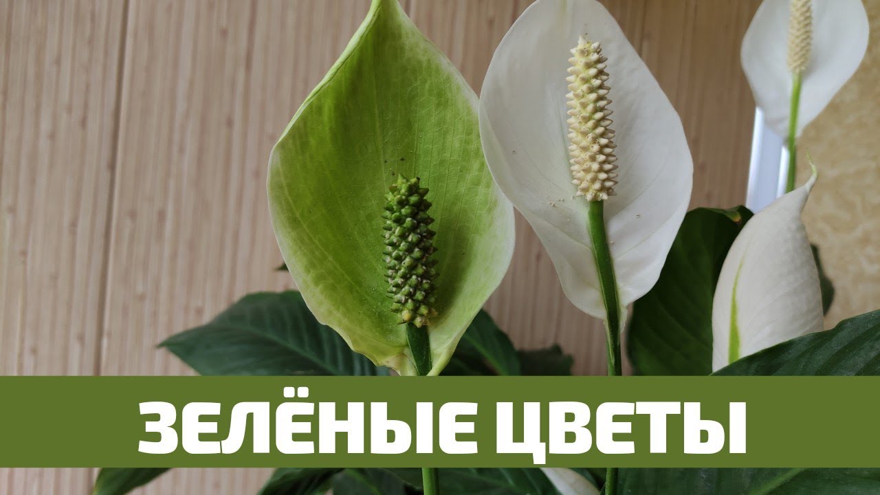 Зеленеет спатифиллум