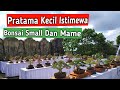Bonsai Kecil Sangat Istimewa, Kontes Bonsai Nasional 2022, Tabanan-Bali