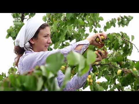 Video: Identificarea Alelelor Favorabile Pentru îmbunătățirea Trăsăturilor Agronomice Cheie Din Bumbacul Din Partea Superioară