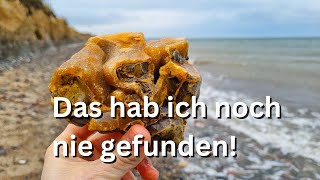 Diesen Stein wollte ich immer finden! Fossilien suchen an der Ostsee