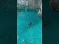 #shorts #sealions #travel #sydney #zoo #tarongazoo #australia #2026