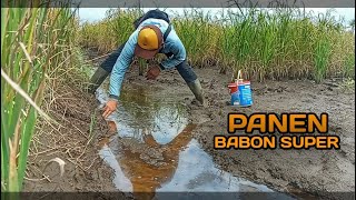 SUDAH TAKDIR ILLAHI !! SAYA MANCING BELUT DI  SAWAH SELALU DAPAT BABON SUPER TERUS  NO DEBAT !!