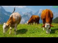 звуки животных корова | звуки животных для самых маленьких