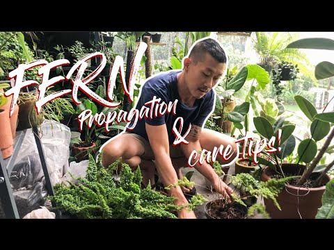 Video: Japanese Painted Fern Plants - Paano Aalagaan ang Japanese Painted Ferns