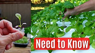 5 Top Tips for Using Microgreens with Hydroponics Cheap & Easy