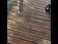 Moji learned to jump off the deck. June 10, 2020 grand island across from navy island.