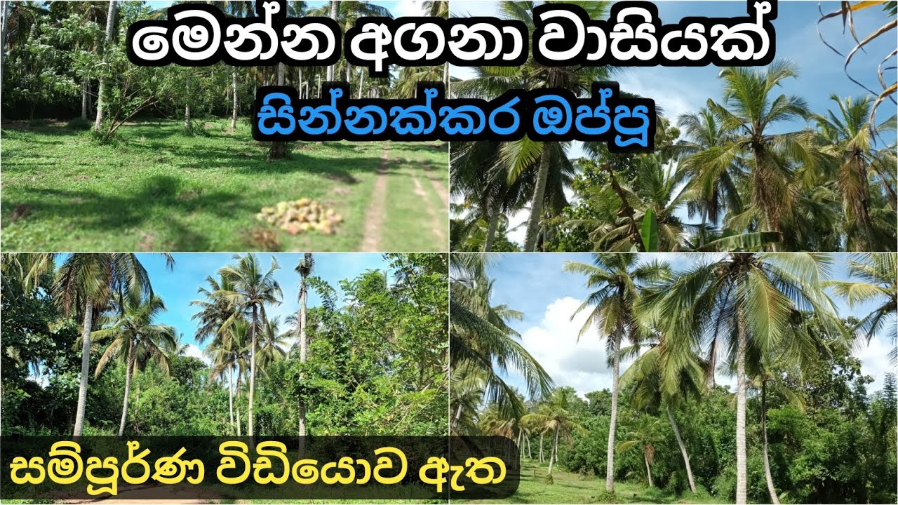 වටිනා ඉඩමක් සින්නක්කර ඔප්පූ සමග idam lanka coconut land sale in