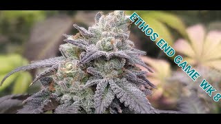 K.I.S. EPISODE 42: ORGANIC GROW EASY ETHOS GENETIX EXOTIC WEEK 8 HARVEST TIME TO HANG DRY!!