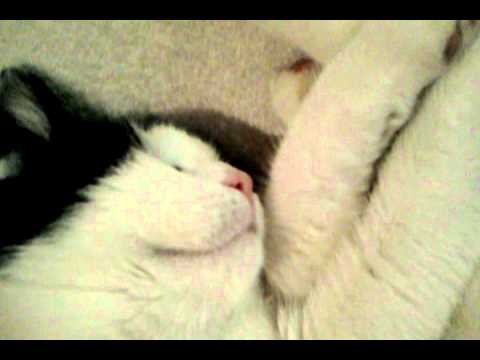 Katze Hat Zuckungen Beim Schlafen Youtube