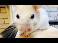 【一体なぜ？】巨大プールでハムスターが暴れ回る　おもしろ可愛い動物