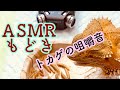 【no music4】ASMR トカゲの咀嚼音