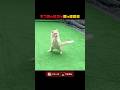 ボス猫の猛攻を蝶々超回避
