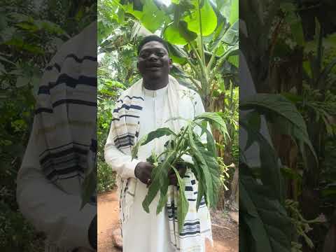 The wonderful Leaves call Tobacco or Bonto and wonders of it🙏🙏👍