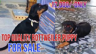 Top quality Rottweiler Male Puppy for sale in Telugu/ 9948788461 #rottweiler #puppy #rottweilerpuppy