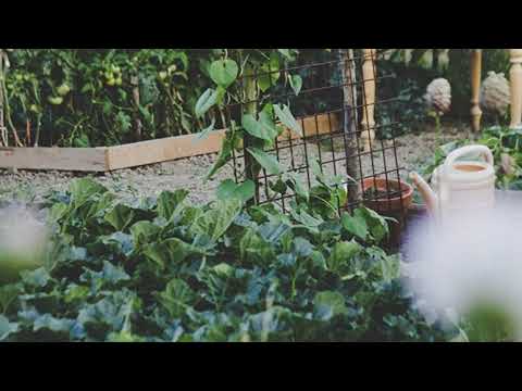 Video Cómo preparar el huerto en marzo: qué sembrar y cómo protegerlo de las heladas