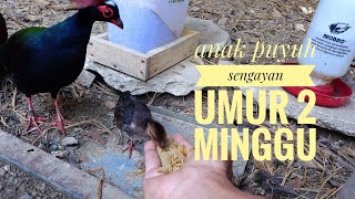 BURUNG SIAU / PENIOL / ROUL2 PARTRIDGE / ANAK PUYUH SENGAYAN UMUR 2 MINGGU. PART 21