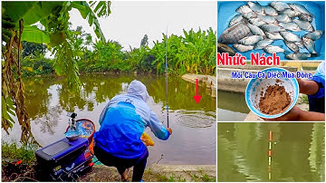 Câu Đài Nghiệp Dư ➣ Giật Cá Diếc Nhức Nách với Bài Mồi Câu Cá Diếc, Chép Mùa Đông