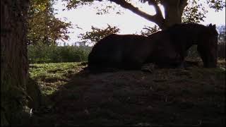 Grassland, river and pony, what a beautiful scene screenshot 5