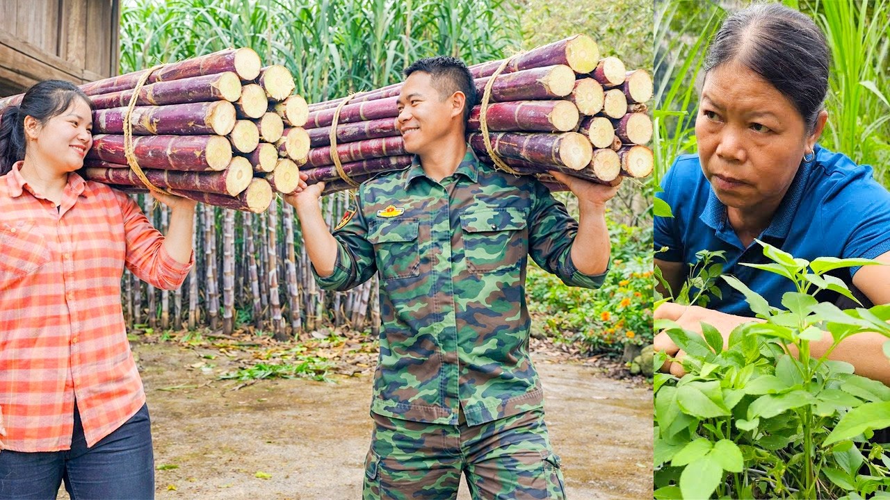 How to Harvest Sugarcane to Sell - A cruel mother-in-law - Rural Life | Ly Tieu Ha's Husband