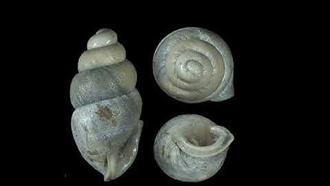 First fossil record of thorn snails in the southern US