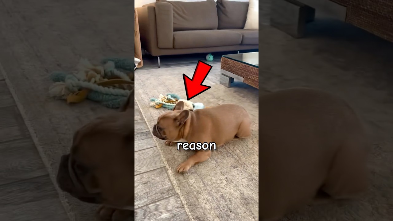 Why Dogs Suddenly Run In Circles?! 😱🌀 (Zoomies Explained!)