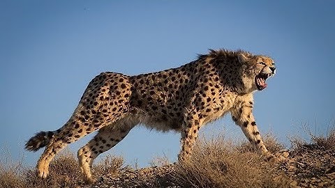 How to setup TurboPascal on Windows 10