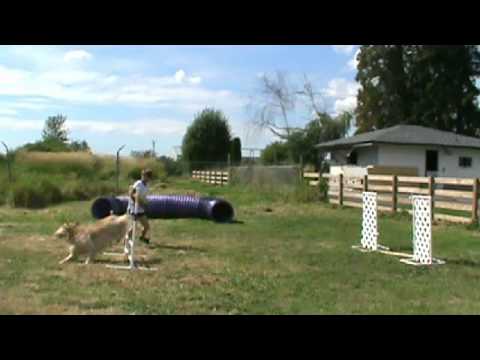 Toby agility foundation Lesson 2