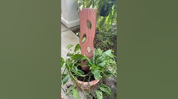 Monstera plant styling with Zella Trellis !!! (Zella Modular Trellis Demo)