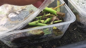 Phương pháp ủ rác nhà bếp trực tiếp tại gốc