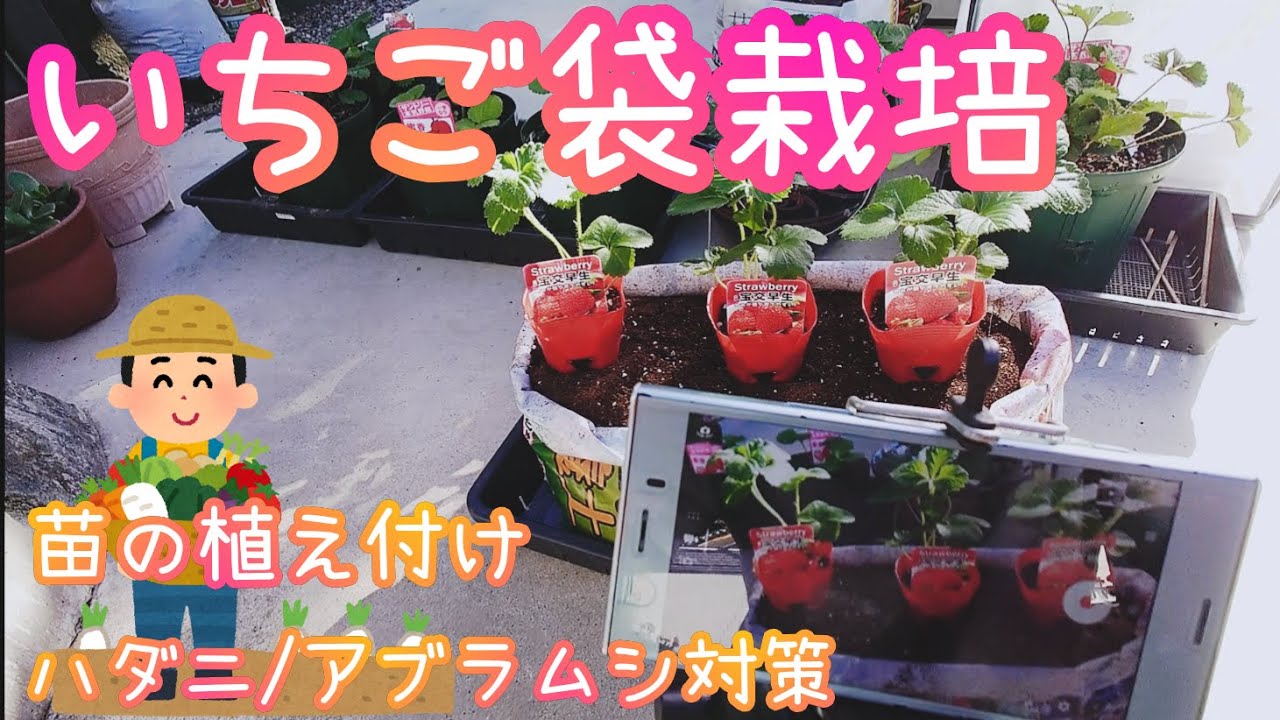 いちご 袋栽培 植え付け アブラムシ ハダニ対策 家庭菜園 21年 Youtube