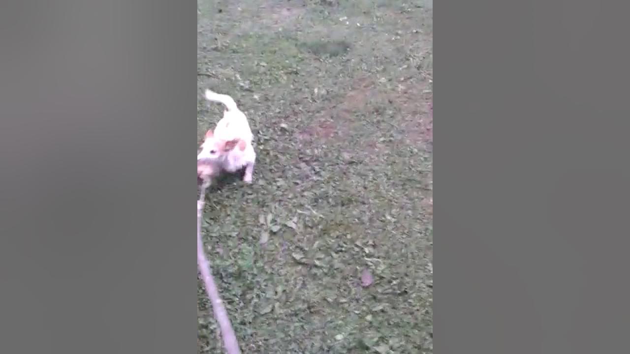 Deutscher Jagdterrier vs Jack Russell Terrier YouTube