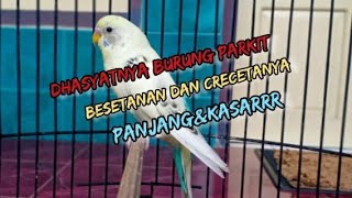 Crecetan panjang dan kasar burung parkit || cocok buat masteran burung cendet,cucak ijo,murai batu