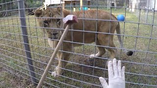 Feeding A Huge Lion