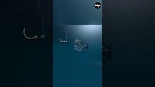 The Most Terrifying Fish Ever Discovered #shorts #facts