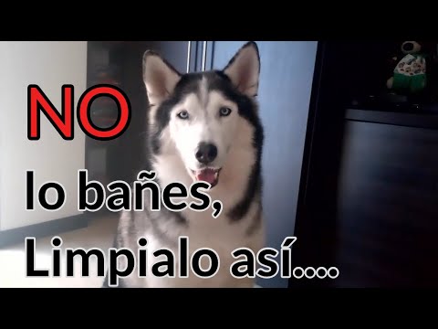 Video: Ideas de aseo para los perros esquimales siberianos