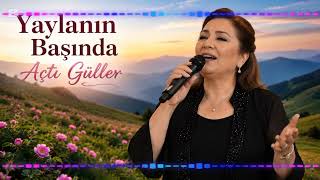 Yaylanın başında actı güller