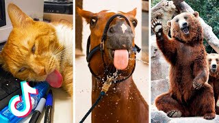 Tik Tok Funny Animals that Will Make Your Mood Better 😂😍