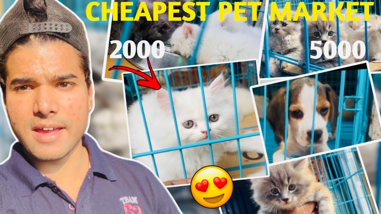 Mumbai Cheap Pet 🦮 Market 2k25 | Pet Market Mumbai | Crawford Market | 