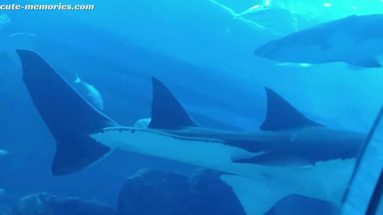 Underwater Zoo Tunnel - Dubai Mall #underwaterzoo #dubaimall #dubaimallaquarium