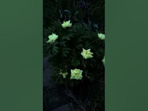 Пион Елоу Краун - YouTube