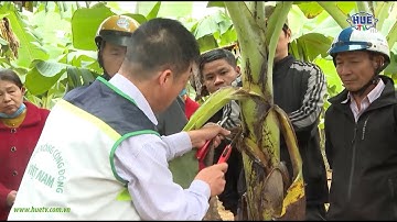 Tập trung khôi phục các diện tích cây ăn quả sau lũ