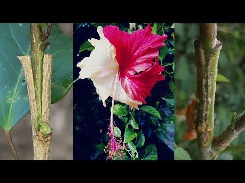 Видео: Crepe Jasmine арчилгаа - Crepe Jasmine ургамлыг хэрхэн ургуулах вэ