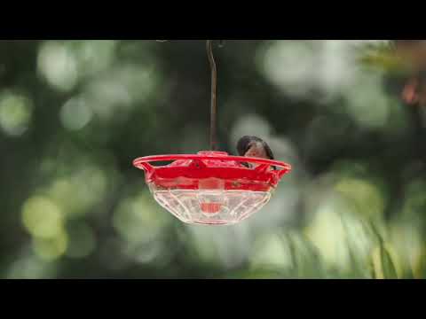 Marvel at the Ruby-throated Hummingbird: Nature's Tiny Powerhouse!