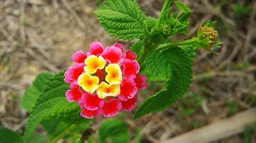 Cây ngũ sắc trâm ổi chữa bệnh gì - hơn 19 công dụng chữa bệnh từ cây ngũ sắc