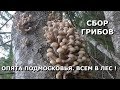 🍄ОСЕННИЕ ОПЯТА В ПОДМОСКОВЬЕ!!!💥ВСЕМ В ЛЕС ЗА ГРИБАМИ!!!🍄СБОР ГРИБОВ "ТИХАЯ ОХОТА".