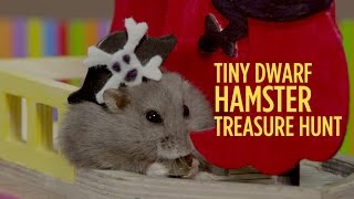 Tiny Dwarf Hamster Treasure Hunt  Starring Dumptruck & Porkchop