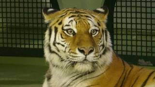 アイちゃんご立腹(円山動物園 アムールトラ)